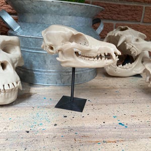Bat-Eared Fox Skull Replica: 4.5&quot; Wildlife Anatomy Model