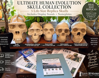 Human Evolution Skull Collection, 5 Life Size Replica Skull Set, Gorilla Lucy Habilis Erectus Neanderthal, Teacher Anthropology