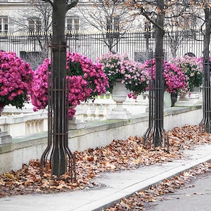 Paris Photography, Pink Mums Paris Print, Large Art Print Fine Art Photography, Gift for Her image 1