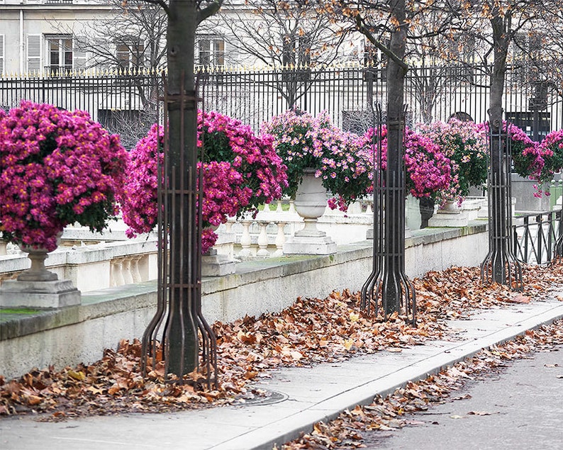 Paris Photography, Pink Mums Paris Print, Large Art Print Fine Art Photography, Gift for Her image 1