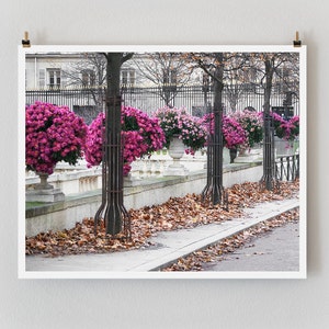 Paris Photography, Pink Mums Paris Print, Large Art Print Fine Art Photography, Gift for Her image 2