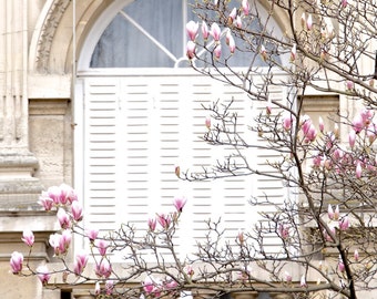 Paris Photography, “Magnolias" Paris Print Extra Large Wall Art Prints, Paris Wall Decor, Gift for Her, Floral Mom Gift