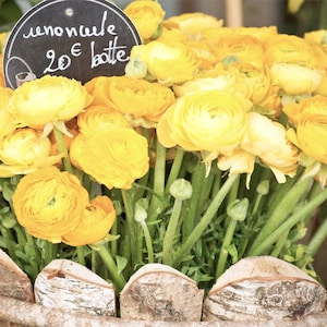 Paris Photography, “Yellow Ranunculus” Paris Print, Large Art Print Fine Art Photography, Yellow Wall Art for College Student Gift