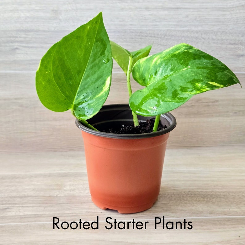 Golden Pothos ,Epipremnum Aureum, Live Rooted Cuttings, Starter Plants, Aquarium Filter Plant,Home Air Purifier, Hydroponic Cuttings Gifts