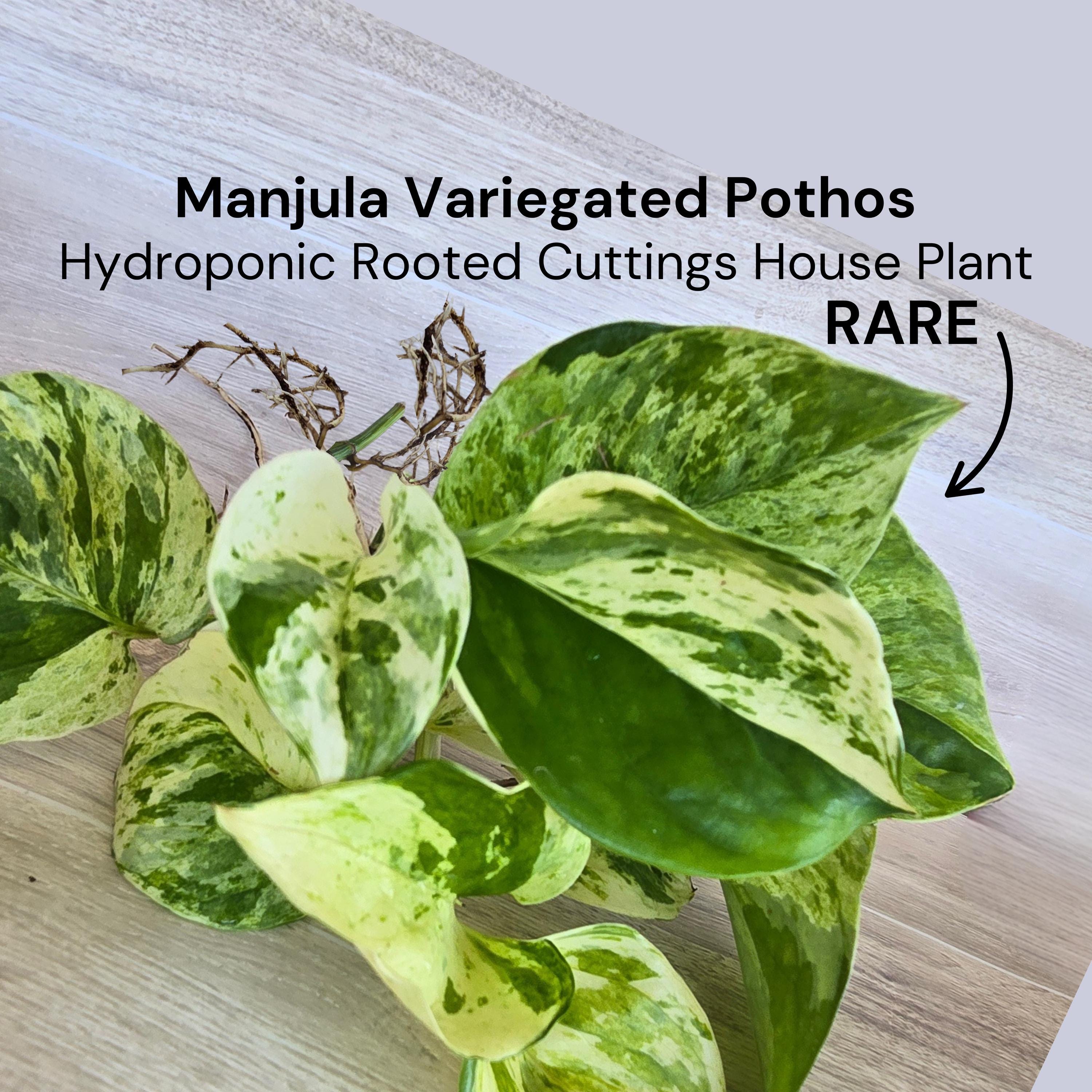 Manjula Pothos RARE Rooted Cuttings, Epipremnum Aureum, Live