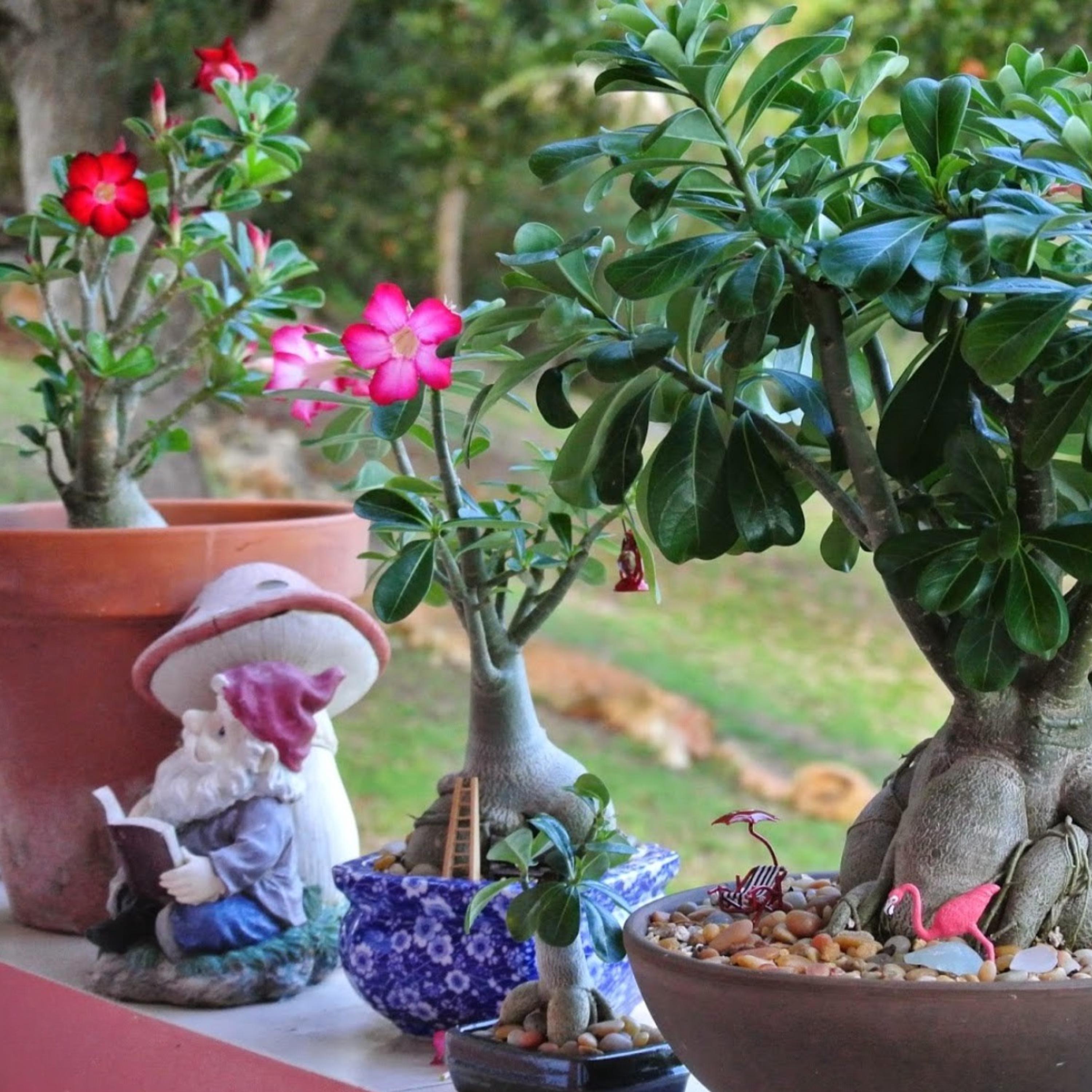 Desert Rose Red Flower Seedling - Live Adenium Obesum Starter Plant - Rare  Tropical Succulent Bonsai - Grown From Seed, Easy Care Gift - Etsy