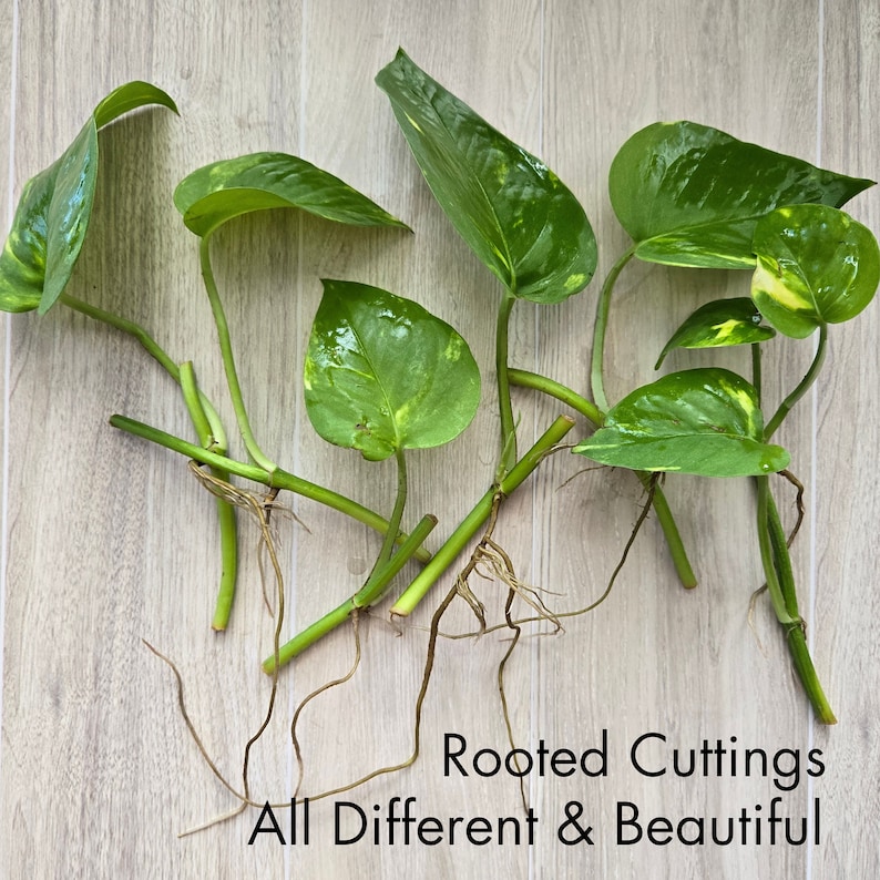 Golden Pothos ,Epipremnum Aureum, Live Rooted Cuttings, Starter Plants, Aquarium Filter Plant,Home Air Purifier, Hydroponic Cuttings Gifts
