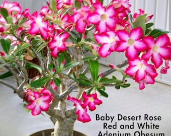 Baby Desert Rose Red and White Flower Seedling - Live  Adenium Obesum Starter Plant - Rare Tropical Succulent Bonsai - Grown From Seed, Gift
