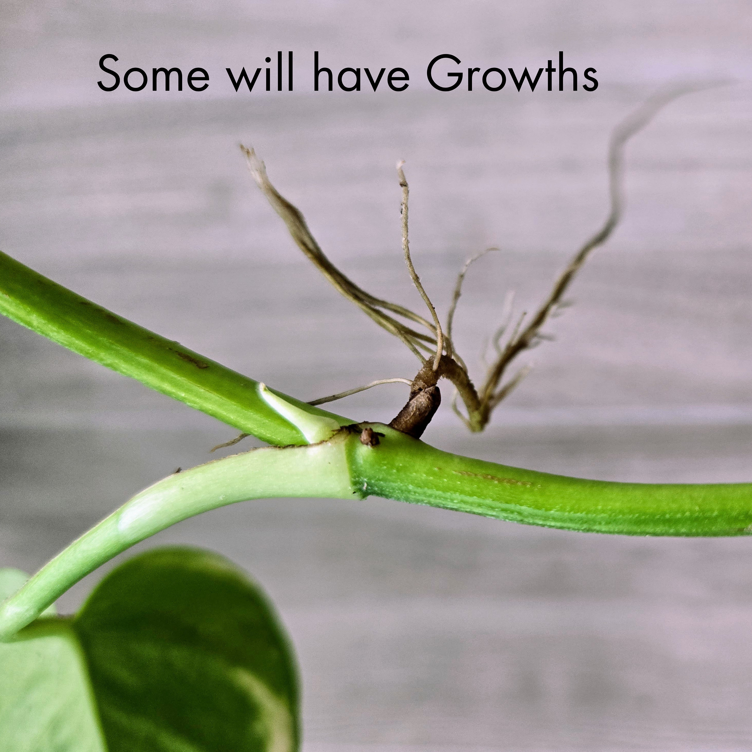 Hydroponic Pothos Plants Live Cuttings Rooted Epipremnum Aureum