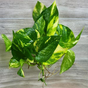 May include: A bunch of green and yellow variegated leaves with visible roots. The leaves have a marbled pattern of green and yellow.