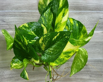 Live Golden Pothos -aquarium, Terrarium, Vivarium Plant,water Vase or Dirt  Plant,pond, Shrimp and Fry Hideout, Betta Plant, Houseplant - Etsy