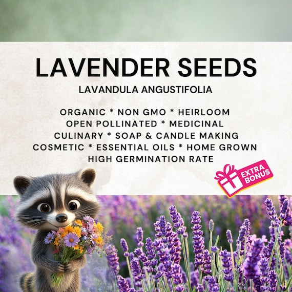 True Lavender Seeds | Organic Lavandula Angustifolia, Non-gmo, Heirloom |  Perfect for Beginners + Free Gifts, Fragrant Blooms DIY Garden - Etsy Israel