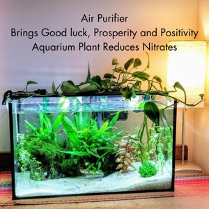 Golden Pothos ,Epipremnum Aureum, Live Rooted Cuttings, Starter Plants, Aquarium Filter Plant,Home Air Purifier, Hydroponic Cuttings Gifts