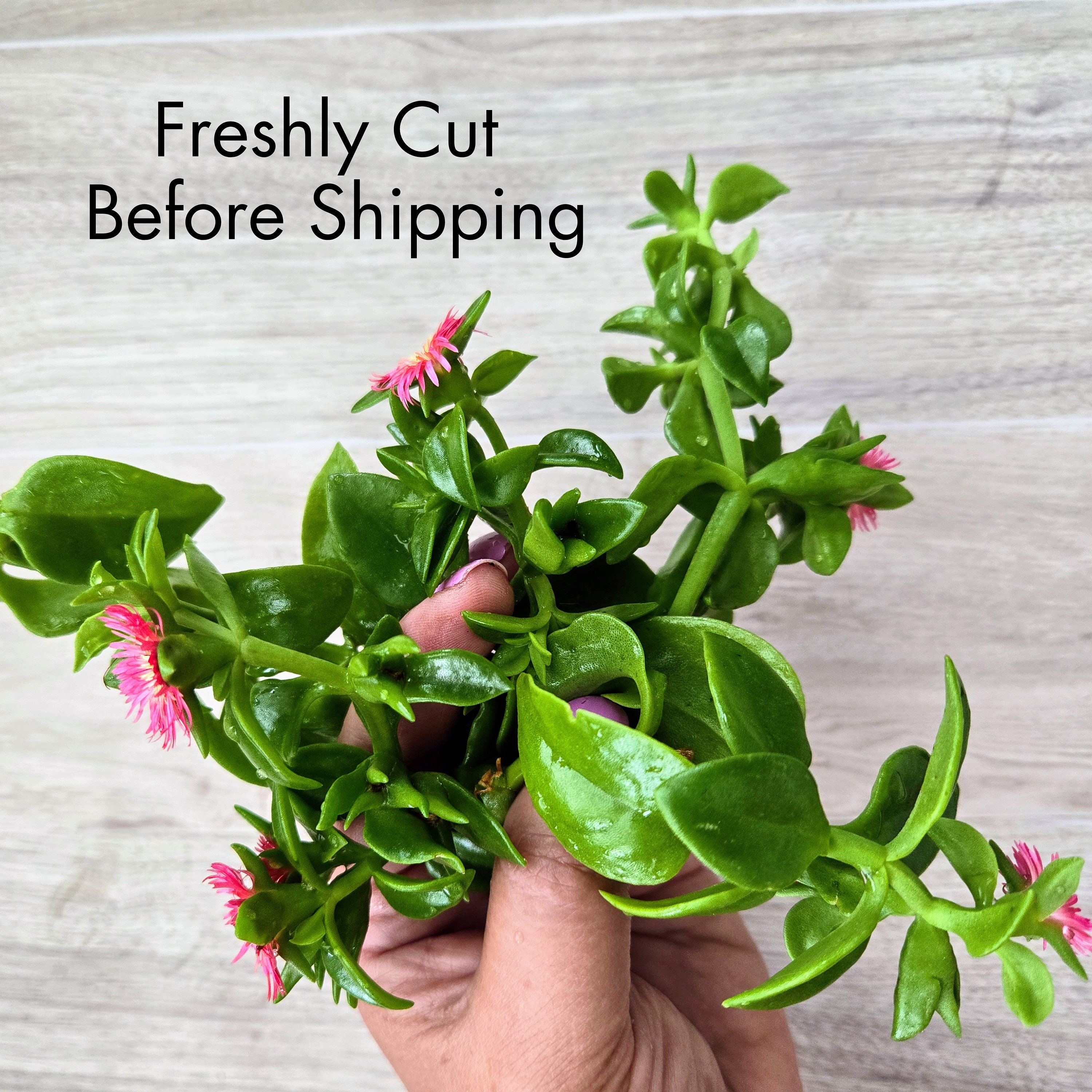 Baby Sun Rose Live 5 Cuttings, Aptenia Cordifolia Red Apple,ice Plant ...