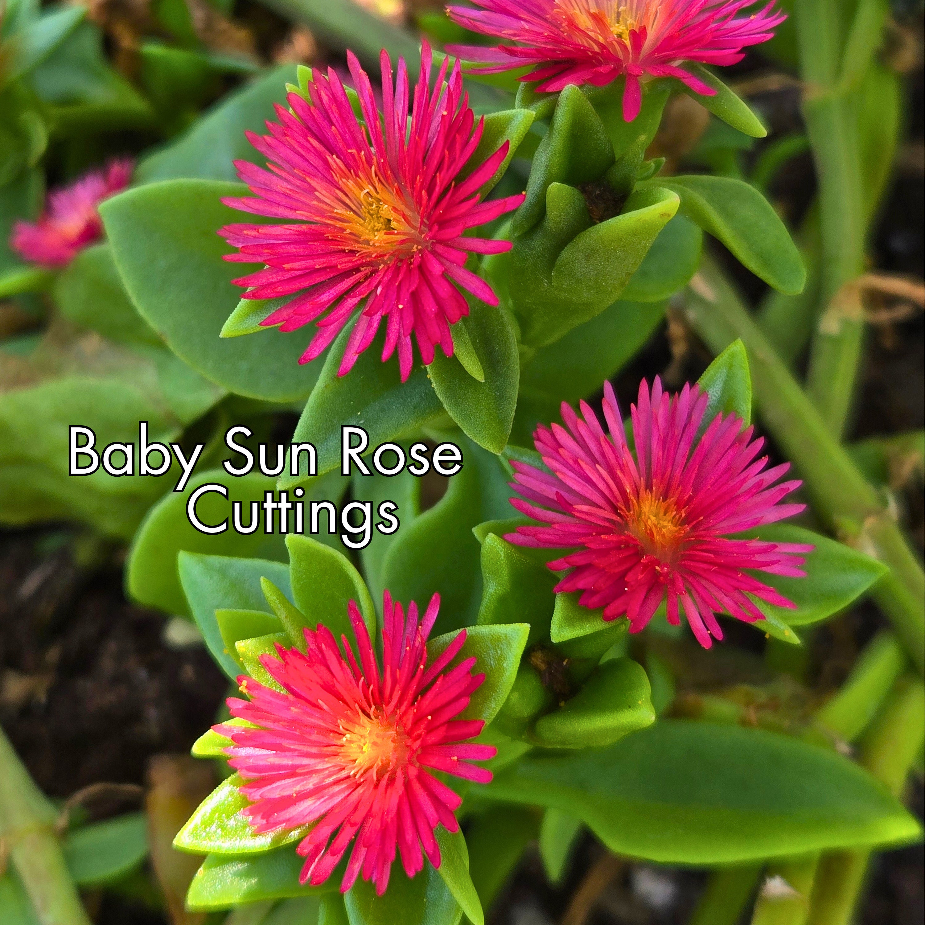 Baby Sun Rose Live 5 Cuttings, Aptenia Cordifolia Red Apple,ice Plant ...