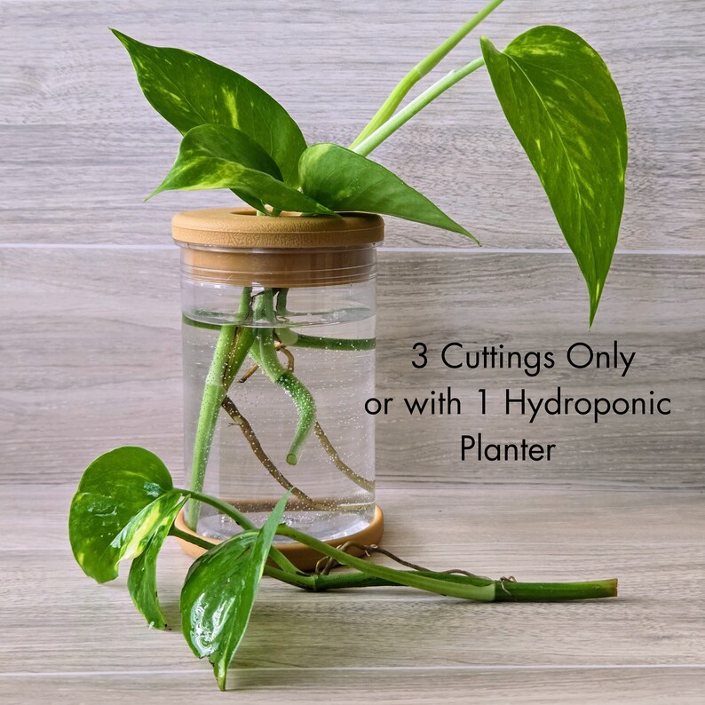 Golden Pothos ,Epipremnum Aureum, Live Rooted Cuttings, Starter Plants, Aquarium Filter Plant,Home Air Purifier, Hydroponic Cuttings Gifts