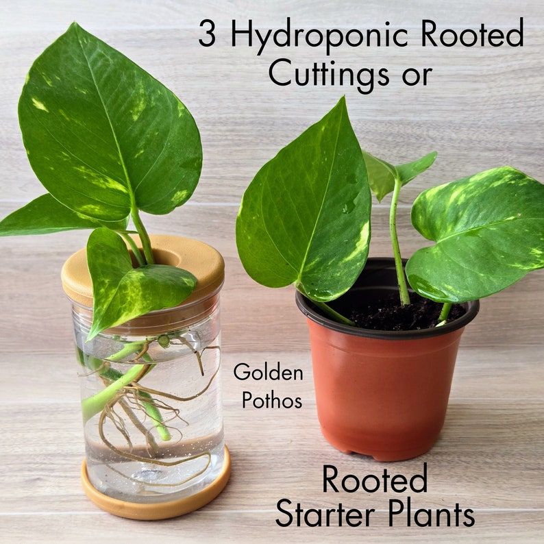 May include: Three rooted Golden Pothos plants in different stages of growth. One plant is in a clear glass jar with water and roots visible. The other two plants are in small terracotta pots. The text "3 Hydroponic Rooted Cuttings or Rooted Starter Plants" is visible in the image.