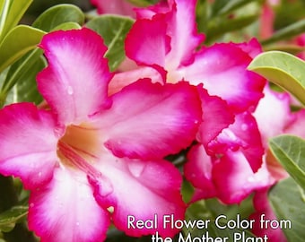 Desert Rose White and Red Flower Seedling - Live  Adenium Obesum Starter Plant - Rare Tropical Succulent Bonsai - Grown From Seed, Gift