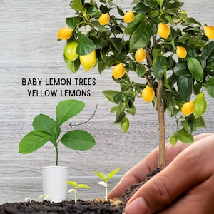 Lemon Baby Tree Starter Plant - Eureka Yellow Lemon Seedlings, Home Grown, Baby Tree Plant, for Patio or Garden, Grow Live Plant DIY, Gifts