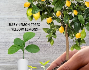 Lemon Baby Tree Starter Plant - Eureka Yellow Lemon Seedlings, Home Grown, Baby Tree Plant, for Patio or Garden, Grow Live Plant DIY, Gifts
