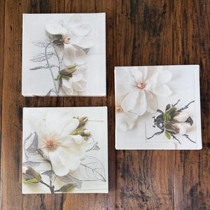 Może przedstawiać: Trzy kwadratowe obrazy na płótnie z białymi kwiatami magnolii. Dwa płótna mają botaniczną ilustrację kwiatu i pąków. Trzecie płótno ma czarno-zieloną ilustrację owada.
