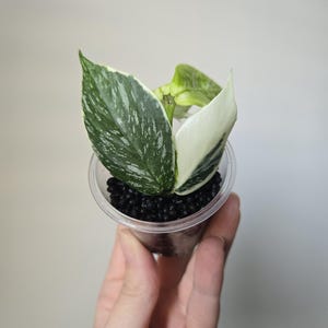 Hoya polyneura inner variegated - Etsy 日本