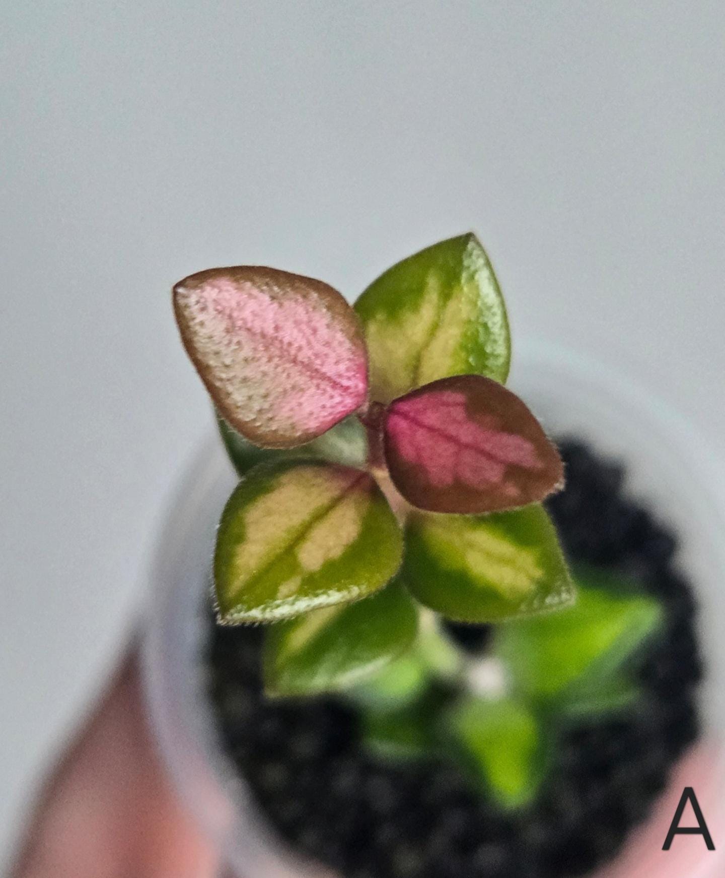 Hoya Chinghungensis Variegated - Etsy