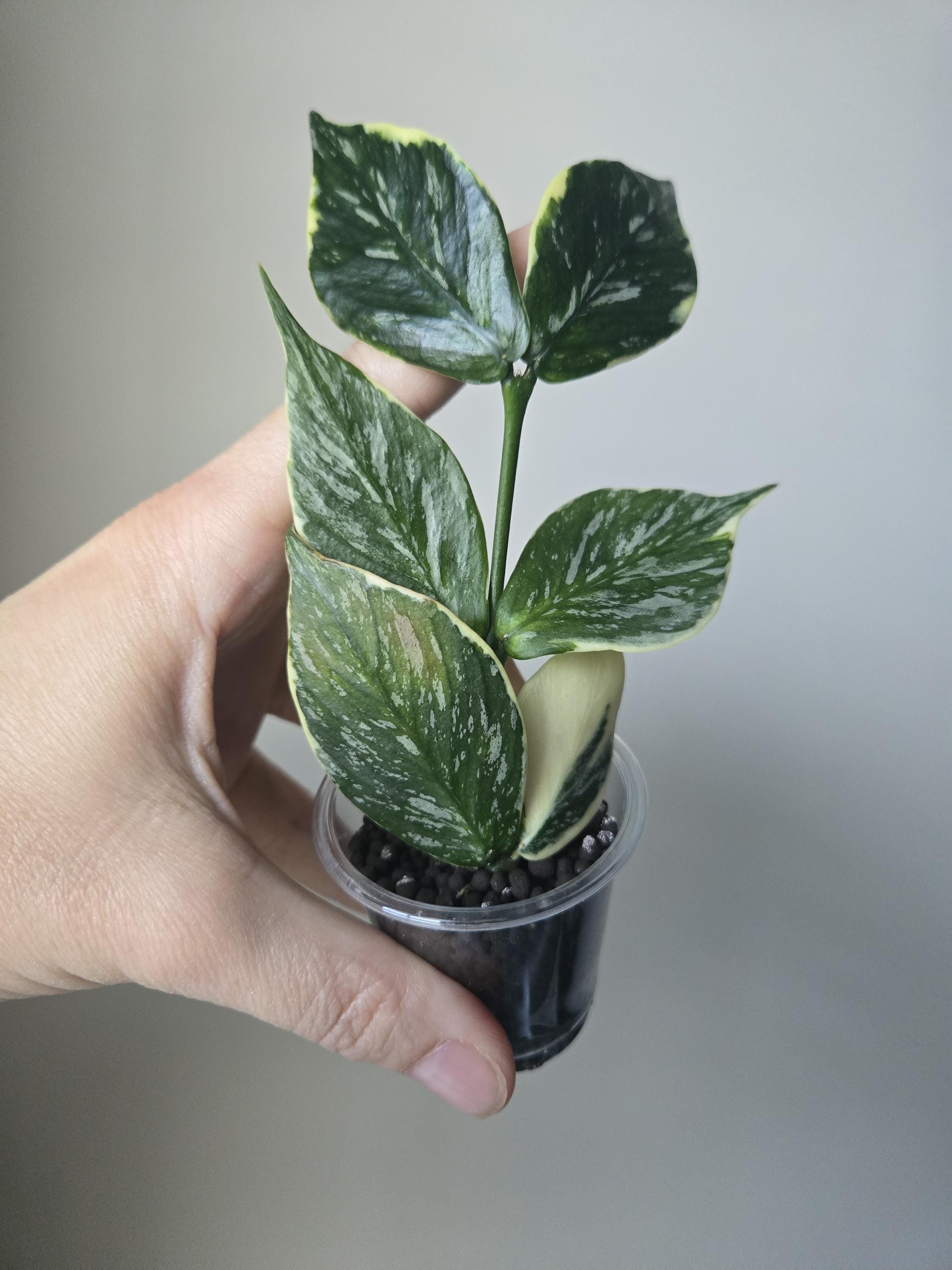 Hoya Polyneura Jasminka - Etsy display picture 1