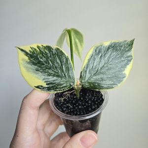 Hoya polyneura inner variegated - Etsy 日本