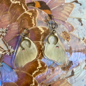 Actias Luna Moth Top Wing Earrings / Natural Insect Handmade Jewelry