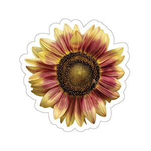 Pegatinas de girasoles, girasoles, semillas de girasol, pegatinas de naturaleza, flores, pegatinas florales, aire libre, pegatinas de fotos, pegatinas para niños,