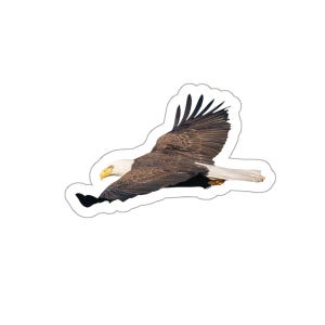 Adesivo de águia americana, águia americana em vôo, adesivo de águia americana, águia, águia americana, raptores, águia americana voadora, adesivo de vida selvagem, natureza