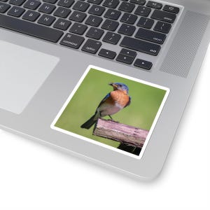 Sticker Sialia op een vogelhuisje - Kiss-Cut sticker, schattige vogel laptop decoratie, kleine vinyl sticker, natuurliefhebber cadeau, sticker waterfles,