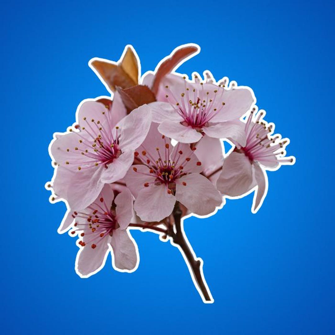 Cherry Blossoms Sticker - Floral Kiss-cut Stickers, Sakura Decals ...