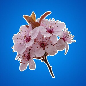 Kirschblüten Aufkleber - Floral Kiss-Cut Aufkleber, Sakura Aufkleber, Japanische Kirschblüte Laptop Aufkleber, rosa Blume Vinyl Aufkleber, niedlich