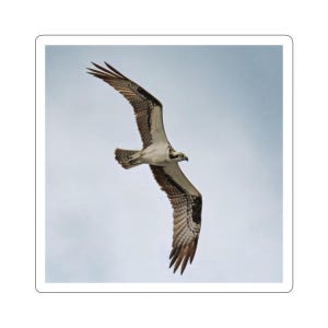 Águia-pescadora em vôo, adesivo de águia-pescadora, águia-pescadora em vôo, raptor voador, fotos da vida selvagem, fotos de pássaros, fotos da natureza, pântanos, pássaros voando alto