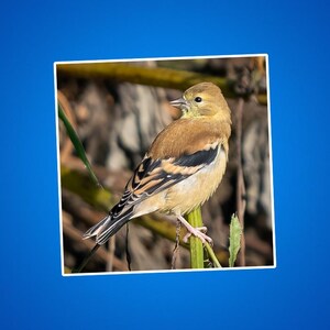 Stickers distelvink, sticker goudvink, gele en zwarte vogels, dieren in het wild en natuurfoto's, dierenstickers voor kinderen, zangvogels, buitenshuis