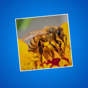 Pegatinas de flores de abejas, pegatinas de abejas, salvemos a las abejas, polinizadores, fotos de vida salvaje, fotos de naturaleza, fotos de exteriores y jardines, insectos