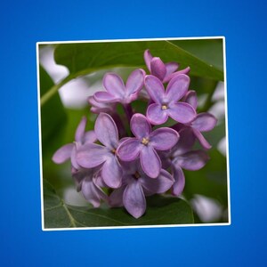 Flores de color lila violeta en una pegatina, lilas, pegatina floral, pegatina de naturaleza, calcomanía de flores, regalo de jardinería, calcomanía para computadora portátil, regalos para amantes de las flores