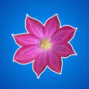 Sticker roze champagneclematis, stickers clematisbloemen, bloementuinfoto's, natuurfoto's, grote rode bloemen, prachtige bloesems, bloemen