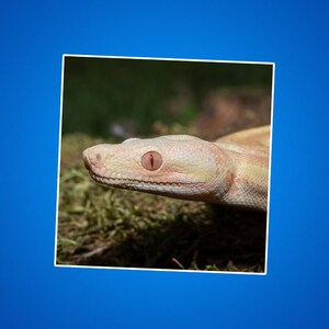 Albino Boa Contrictor Aufkleber, Reptilien-Liebhaber Geschenk, Exotisches Tier Aufkleber, Natur Inspiriertes Laptop Dekor, Schlangen Kunst Dekorationen, Wildtiere
