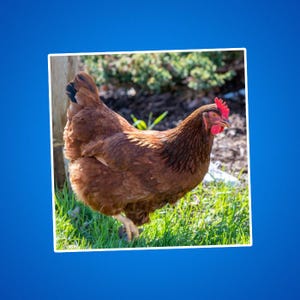 Adesivo Rhode Island Red Chicken, decalcomania animali da fattoria, regalo per amanti delle galline, decorazione pollaio, decalcomania per laptop, materiale per il ritorno a scuola