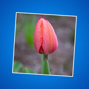 Pegatinas de tulipanes de color naranja y rosa, tulipanes morados, tulipanes en una pegatina, fotos de la naturaleza, pegatinas de fotografías de jardines, flores en flor, floraciones florales