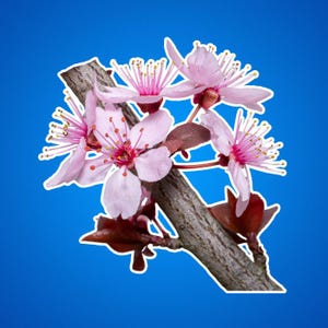 Kirschblüten Aufkleber - Floral Kiss-Cut Aufkleber, Sakura Aufkleber, Japanische Kirschblüte Laptop Aufkleber, rosa Blume Vinyl Aufkleber, niedlich
