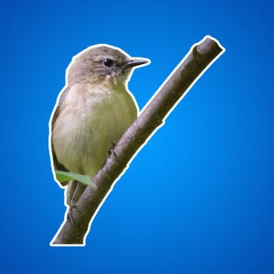 Sticker fauvette des saules - cadeau pour amoureux de la nature, sticker pour ornithologue amateur, décoration pour amateur de faune sauvage, vinyle d'aventure en plein air, amateur d'oiseaux