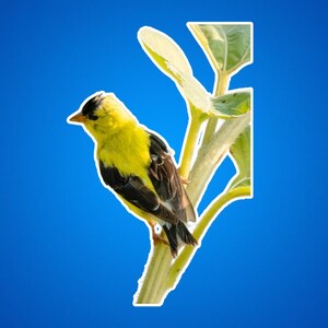 Natuursticker, cadeau vogelliefhebber, laptopsticker zonnebloem, bloemenplanner decoratie, sticker schattige vogel, gunst tuinfeest