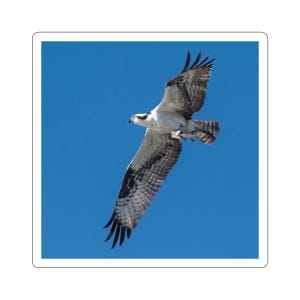 Águila pescadora volando con peces, pegatina de águila pescadora, lubina, águila pescadora en vuelo, águila pescadora con pez en garras, fotos de vida silvestre, fotos de naturaleza, pescador, pez