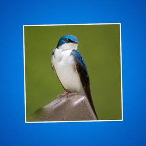 Stickers boomzwaluw, sticker zwaluwen, boomzwaluw zittend op een hek, vogelstickers, natuurfoto's, natuurfoto's, gele vogels