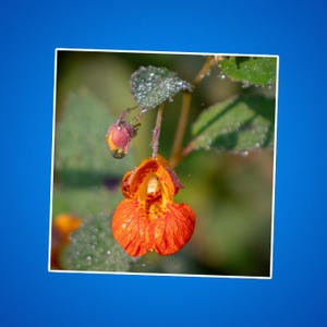 Impatiens Blumenaufkleber, Jewelweed Blumenaufkleber, Touch-Me-Not Blumenaufkleber, Geschenk für Blumenpflanzenliebhaber, Botanische Aufkleber