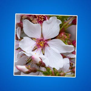 Naklejka z kwiatami wiśni - Naklejki z kwiatowym wycinaniem, Naklejki z motywem Sakura, Naklejka na laptopa z japońskim kwiatem wiśni, Naklejka winylowa z różowym kwiatem, Słodka